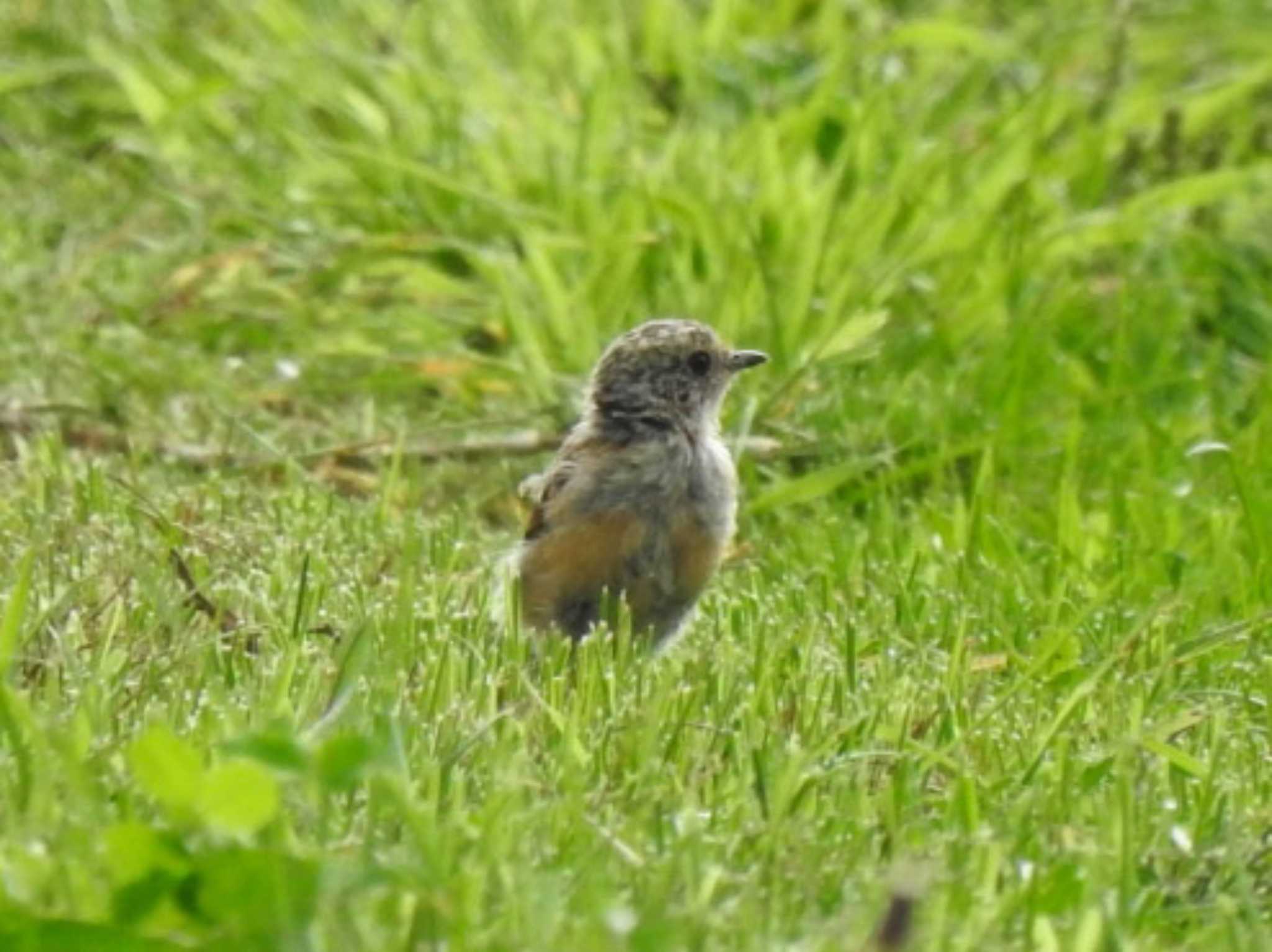 Amur Stonechat