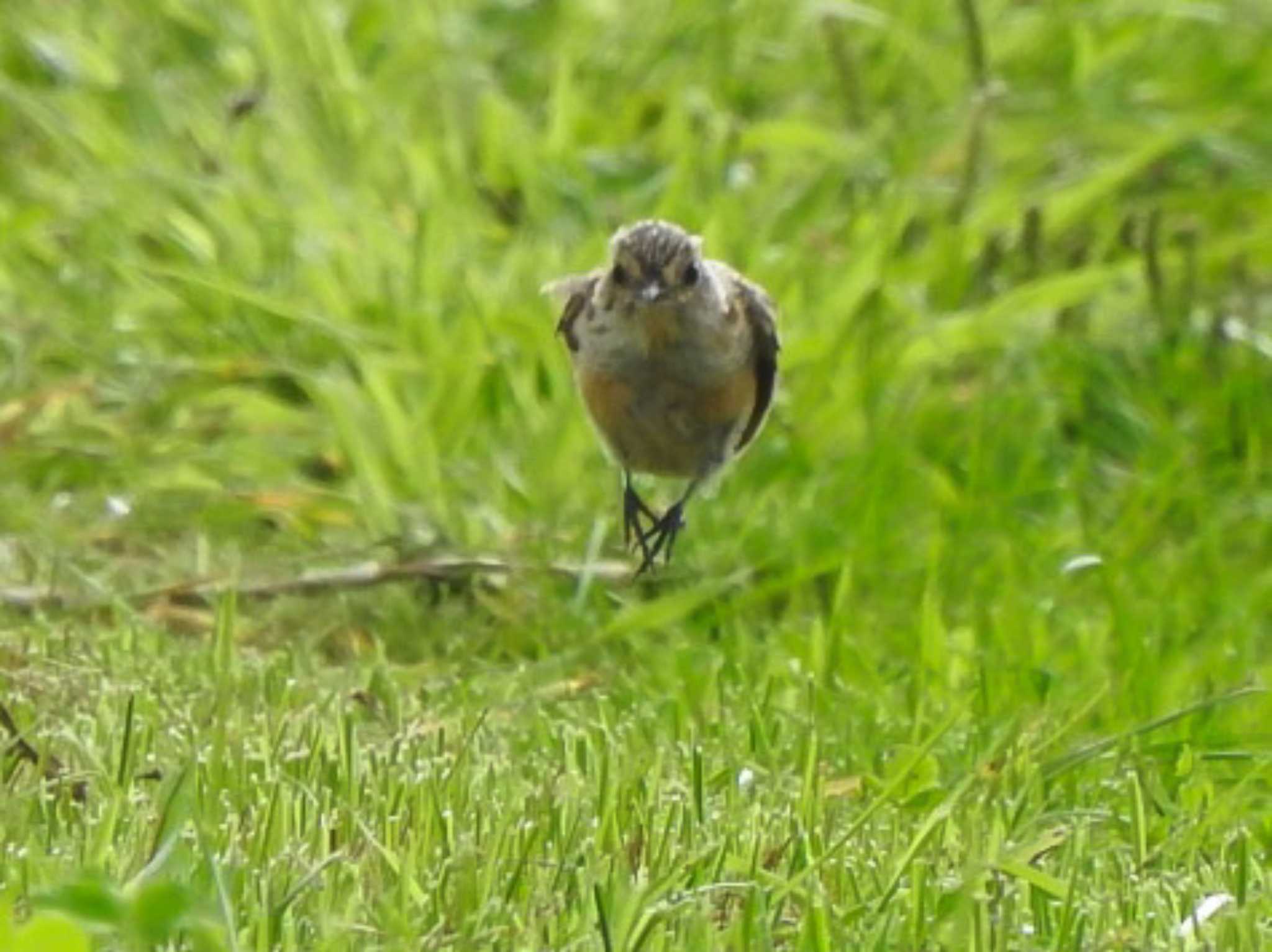 Amur Stonechat