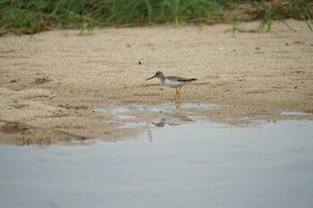 Terek Sandpiper 飯梨川河口(島根県安来市) Tue, 9/7/2021