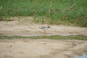 Terek Sandpiper 飯梨川河口(島根県安来市) Tue, 9/7/2021