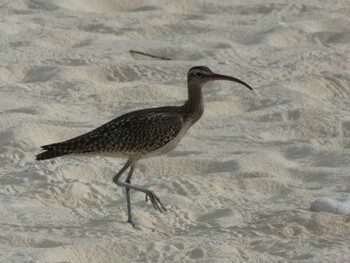 Eurasian Whimbrel Yoron Island Tue, 9/7/2021