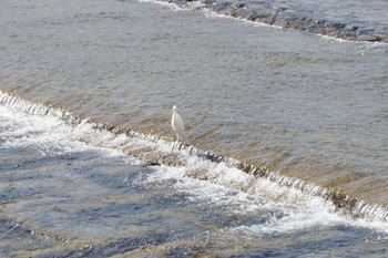 Great Egret 鴨川 Sat, 4/15/2017