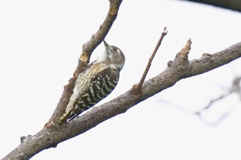 コゲラ 落合公園 2021年9月2日(木)