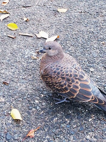 2018年11月19日(月) 上原堤宗旦池の野鳥観察記録