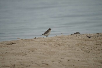 Siberian Sand Plover 飯梨川河口(島根県安来市) Tue, 9/7/2021