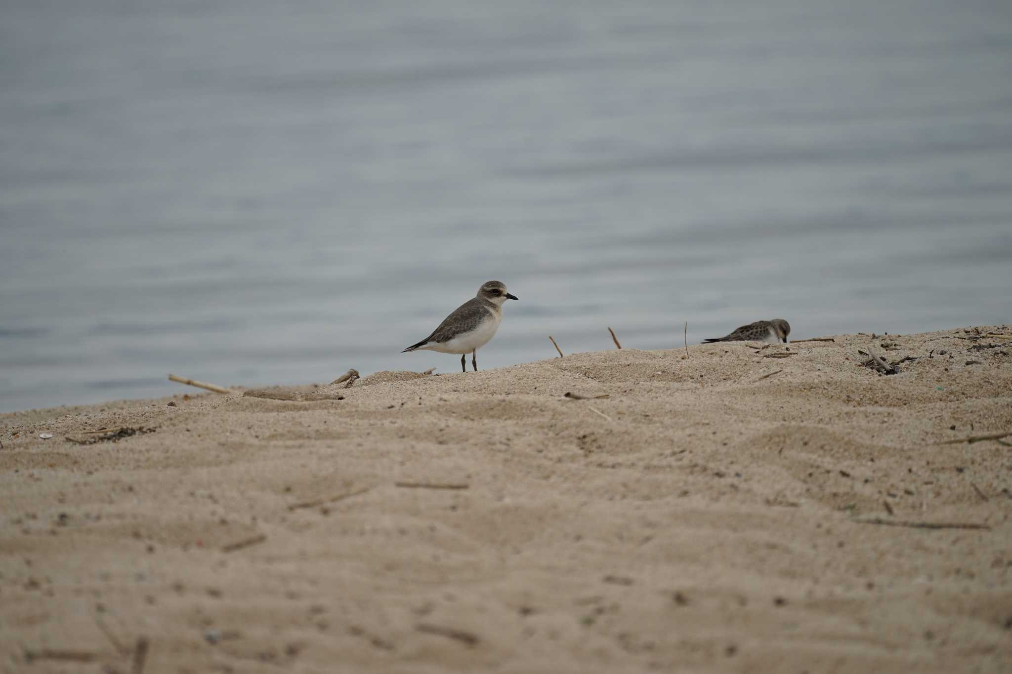 Photo of Siberian Sand Plover at 飯梨川河口(島根県安来市) by ひらも