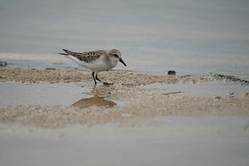 Red-necked Stint 飯梨川河口(島根県安来市) Tue, 9/7/2021