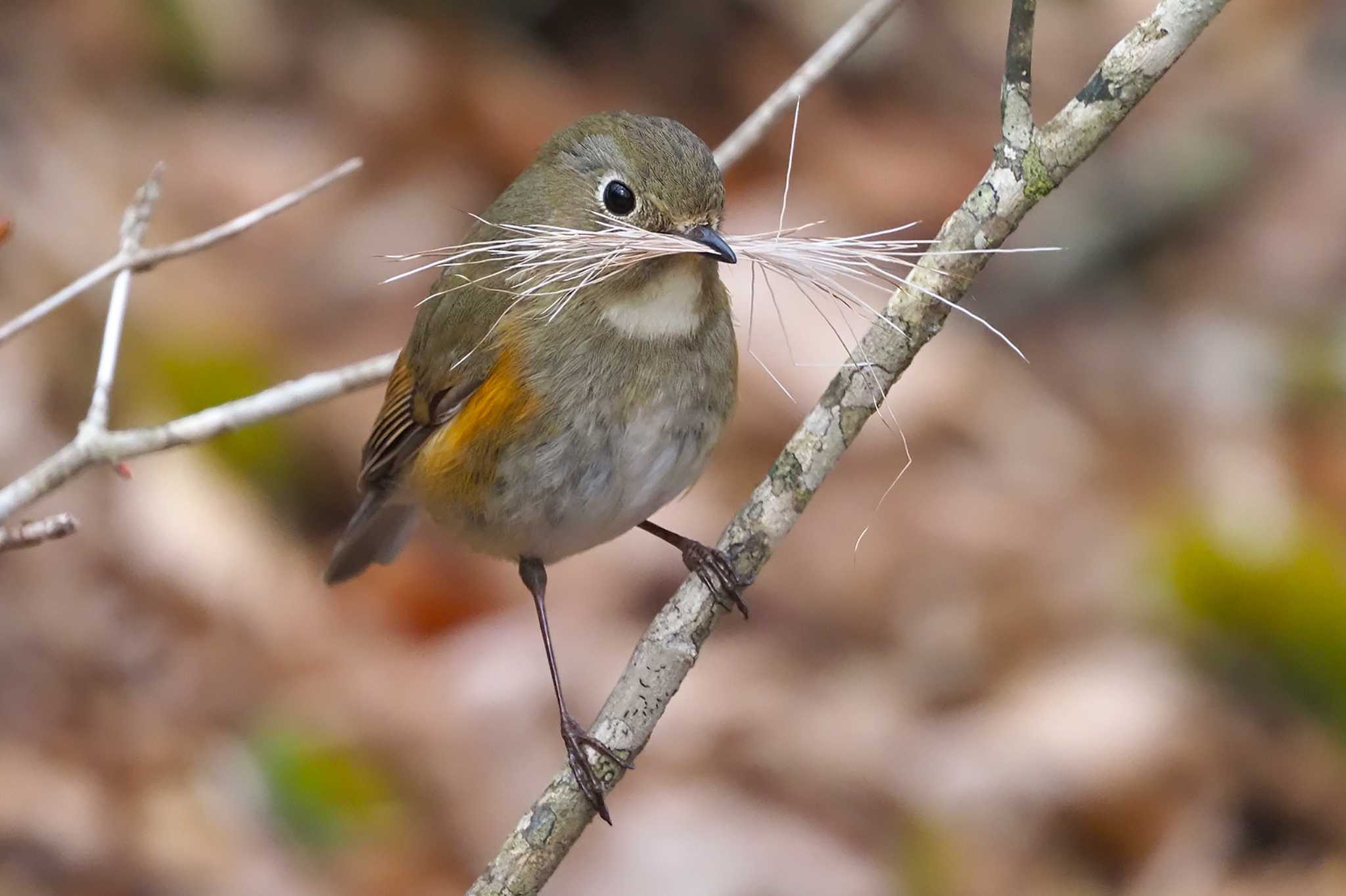 Photo of Red-flanked Bluetail at 大蔵高丸 by 日根野 哲也