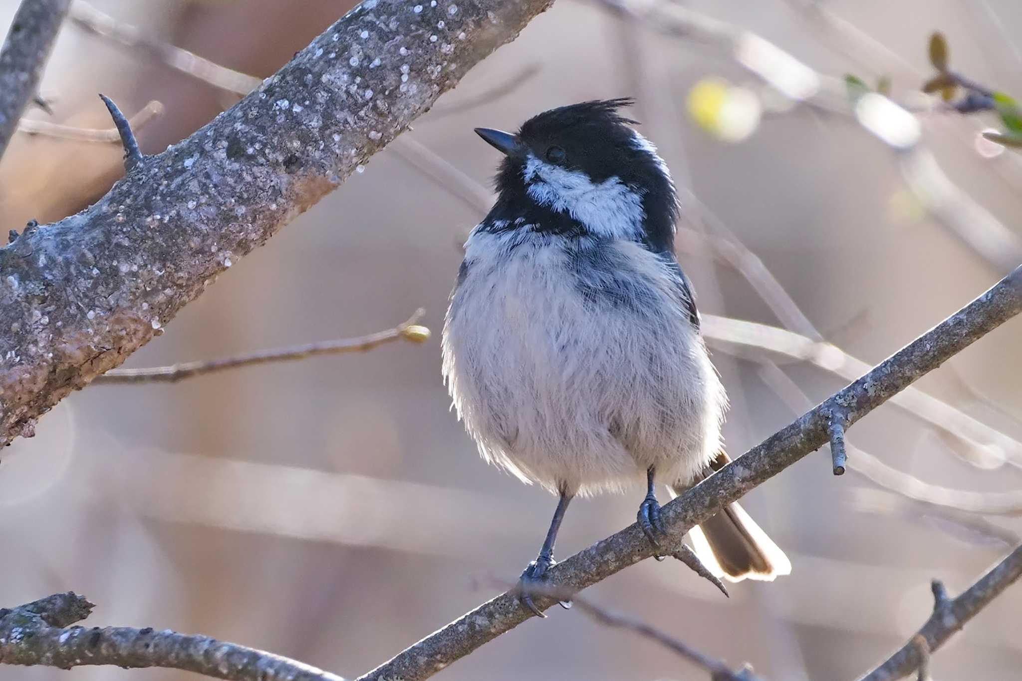 Photo of Coal Tit at 大蔵高丸 by 日根野 哲也