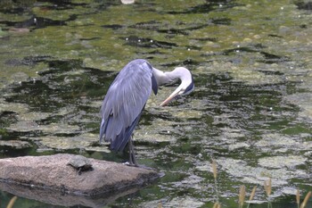 アオサギ 名城公園 2021年9月5日(日)