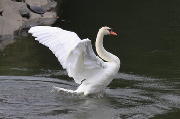 コブハクチョウ 名城公園 2021年9月5日(日)