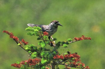 Spotted Nutcracker 木曽駒ヶ岳 Sun, 8/29/2021