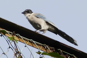 Azure-winged Magpie 東京都 Tue, 9/7/2021