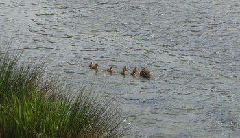 Eastern Spot-billed Duck 鴨川 Sat, 4/15/2017