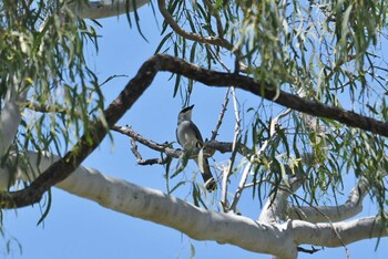 White-bellied Cuckooshrike Lake Field National Park Sun, 10/20/2019