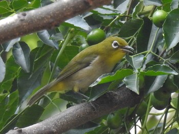 Warbling White-eye 河跡湖公園 Tue, 9/7/2021