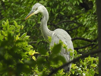 アオサギ 河跡湖公園 2021年9月7日(火)