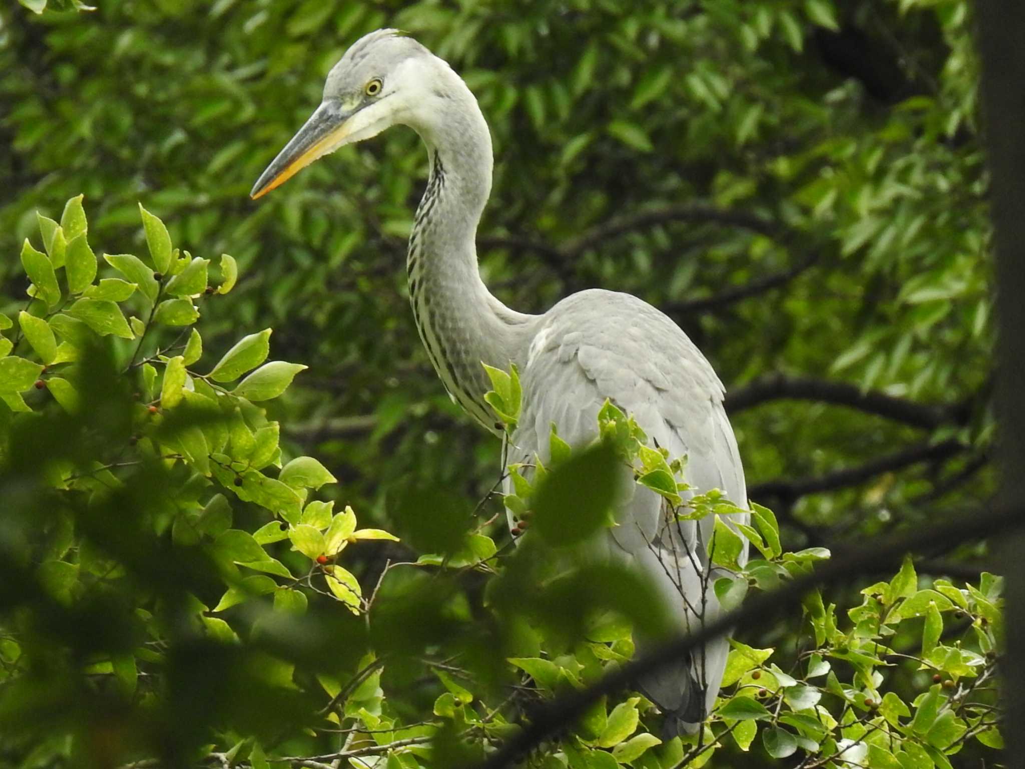 河跡湖公園 アオサギの写真 by 寅次郎