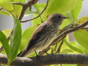 Grey-streaked Flycatcher 祖父江ワイルドネイチャー緑地 Tue, 9/7/2021