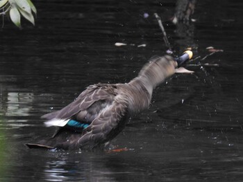 Eastern Spot-billed Duck 河跡湖公園 Tue, 9/7/2021