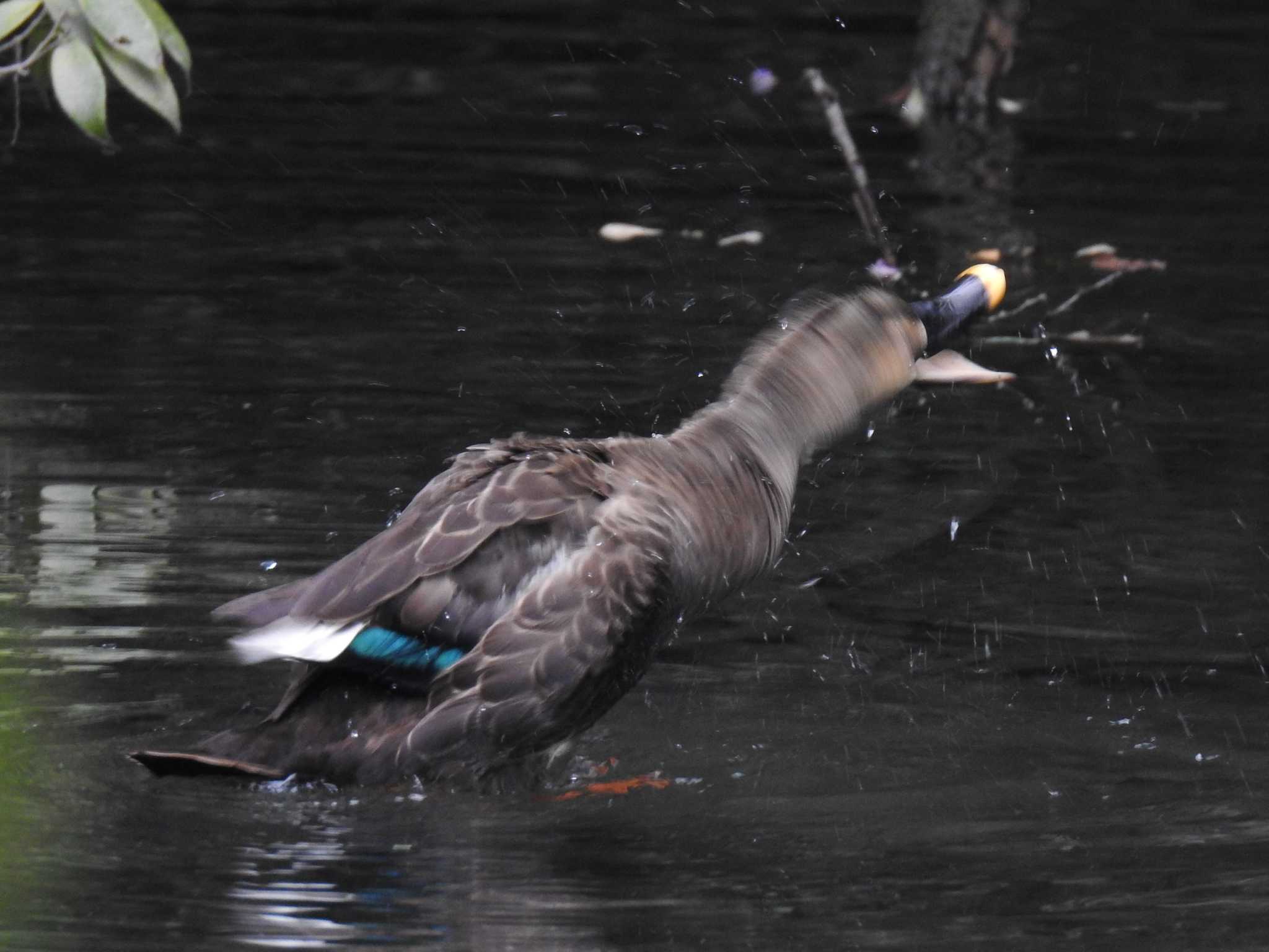 Photo of Eastern Spot-billed Duck at 河跡湖公園 by 寅次郎