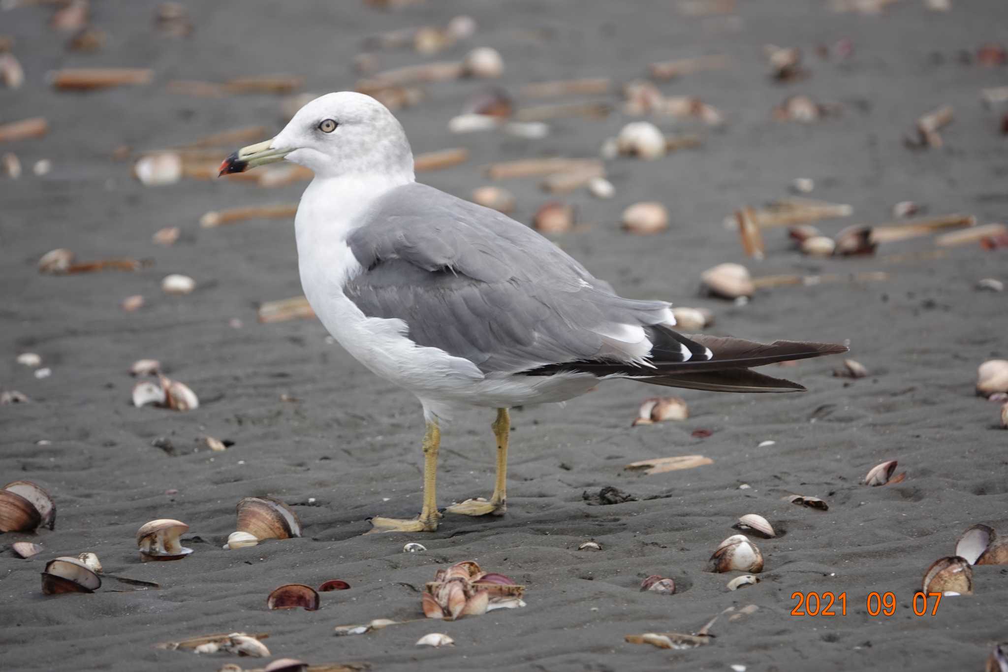 Photo of Black-tailed Gull at Sambanze Tideland by dalidalida