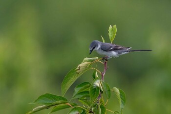 Ashy Minivet 山口県山陽小野田市 Sun, 9/5/2021