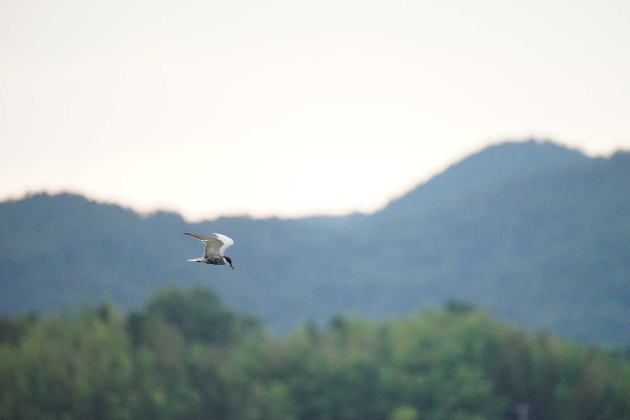 潟ノ内(島根県松江市) クロハラアジサシの写真 by ひらも