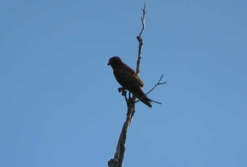 Spotted Kestrel