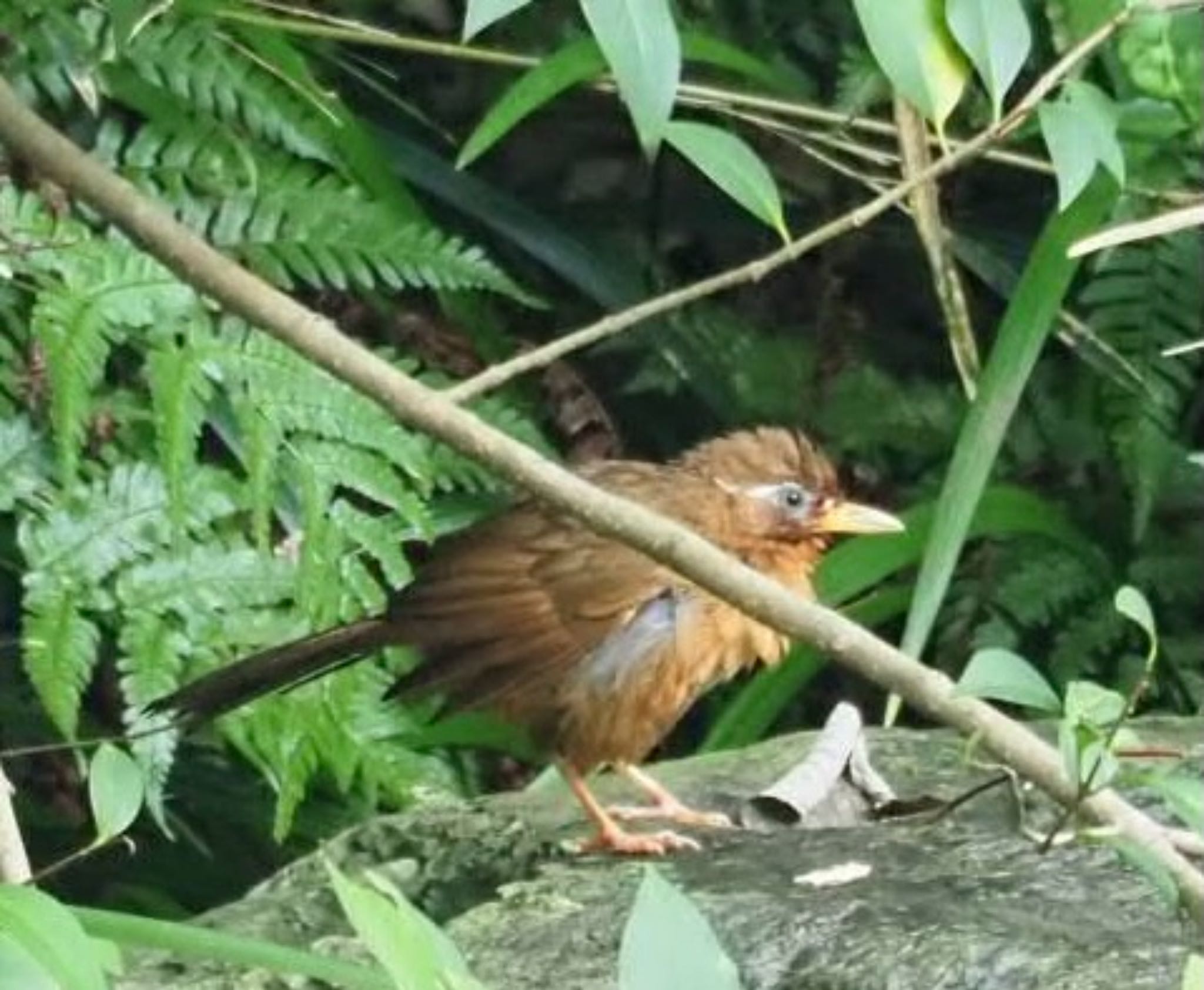 ガビチョウ