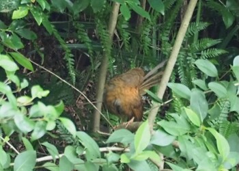 ガビチョウ 横浜市児童遊園地 2021年9月8日(水)