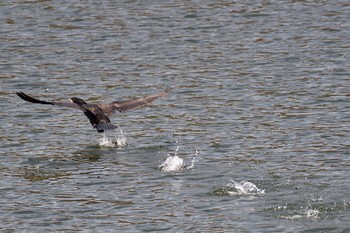 カワウ 城山湖 2017年4月15日(土)