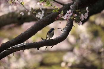 Sun, 4/16/2017 Birding report at Akashi Park