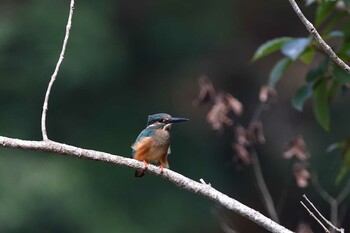 カワセミ 場所が不明 2021年9月8日(水)