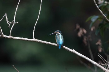 カワセミ 場所が不明 2021年9月8日(水)