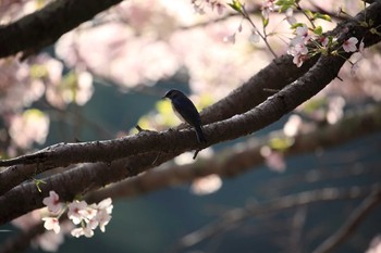 Red-flanked Bluetail Akashi Park Sun, 4/16/2017