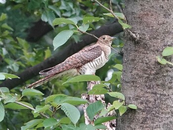 Oriental Cuckoo 埼玉県 Wed, 9/8/2021