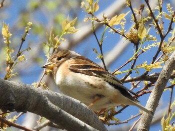 Brambling 祖父江ワイルドネイチャー緑地 Mon, 4/5/2021