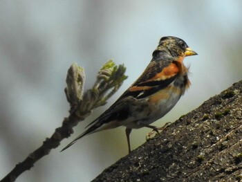 Brambling 祖父江ワイルドネイチャー緑地 Mon, 4/5/2021