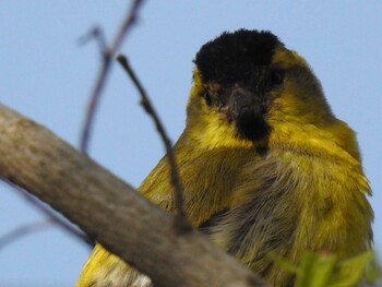 Eurasian Siskin 祖父江ワイルドネイチャー緑地 Fri, 4/9/2021