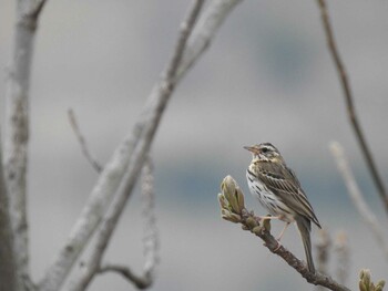 Olive-backed Pipit 祖父江ワイルドネイチャー緑地 Thu, 3/25/2021