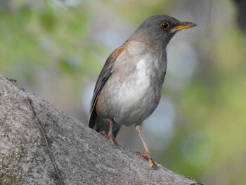 Pale Thrush 祖父江ワイルドネイチャー緑地 Fri, 4/9/2021