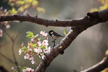 Japanese Tit Akashi Park Sun, 4/16/2017