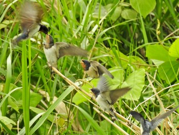 Barn Swallow 祖父江ワイルドネイチャー緑地 Sat, 5/22/2021