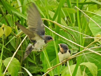 Barn Swallow 祖父江ワイルドネイチャー緑地 Sat, 5/22/2021