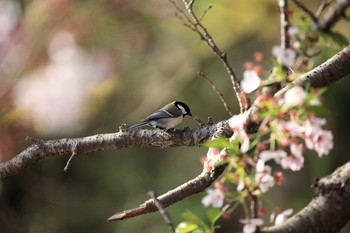 Japanese Tit Akashi Park Sun, 4/16/2017