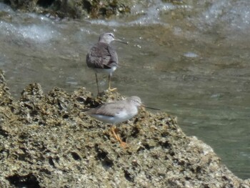 Terek Sandpiper Yoron Island Wed, 9/8/2021