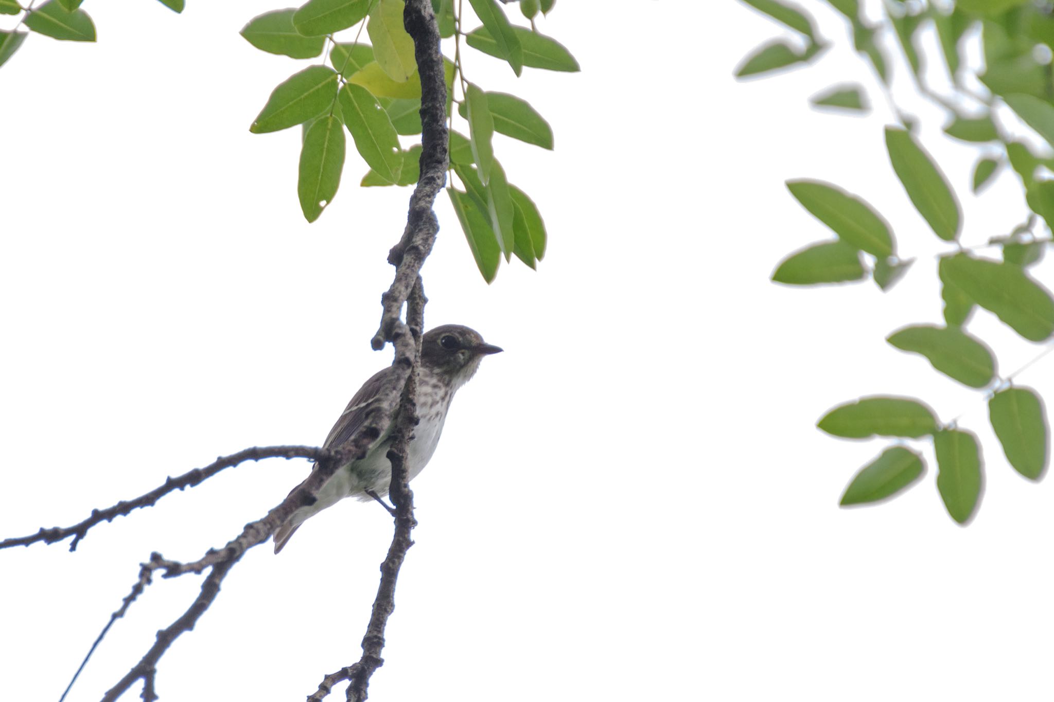 Grey-streaked Flycatcher