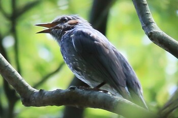 Brown-eared Bulbul 下松市恋が浜 Sun, 6/16/2019