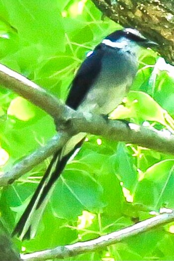 Ashy Minivet 下松市恋が浜 Sun, 6/16/2019